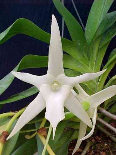 Angraecum sesquipedale